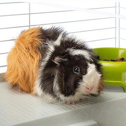 FERPLAST Casita 80 - bur til marsvin og kanin