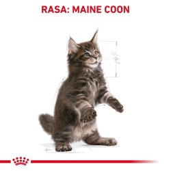 Royal Canin Maine Coon Killing - Trfoder Til Kat - 2 Kg
