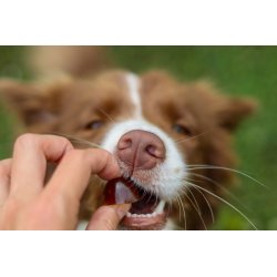 GELOREN Large dog Joints - hundevitaminer - 420g