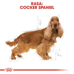 Royal Canin Adult Cocker - Trfoder Til Hunde - 12 Kg