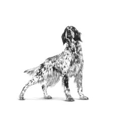 Royal Canin Gastrointestinalt Fedtfattigt Brd Vhn - Vdfoder Til Hunde - 200G