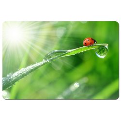 Esperanza EA133 musemtte Flerfarvet