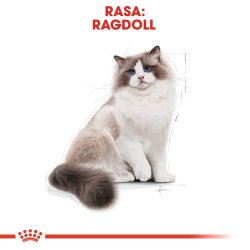 Royal Canin Ragdoll Fbn Voksen - Trfoder Til Kat - 400G