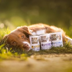 RAW PALEO Adult Monoprotein Kalkun - vdt hundefoder - 800 g