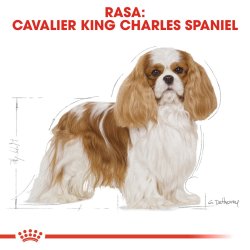 Hundefoder Royal Canin Shn Race Cavalier K C 1,5 Kg