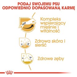 Royal Canin Jack Russell Voksen - Trfoder Til Hunde - 7,5 Kg