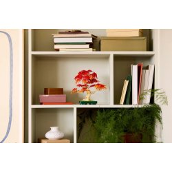 Lego Botanicals 10348 Japansk Rd Ahornbonsaitr