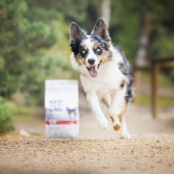 RAW PALEO Ultra Medium&Large Puppy Beef - trfoder til hvalpe - 10 kg