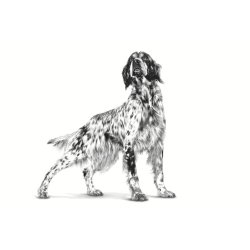 Royal Canin Dog Hepatic Vhn - Trfoder Til Hunde - 7 Kg